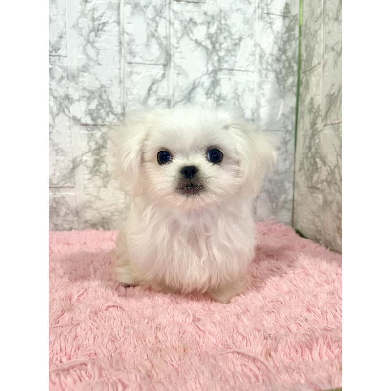販売中の北海道のミックス犬-391949の7枚目