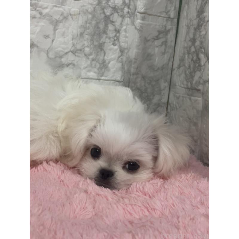 販売中の北海道のミックス犬-391949の6枚目