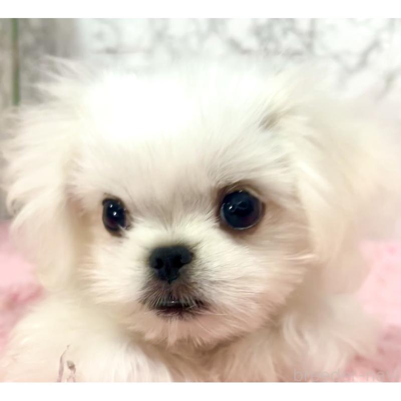 販売中の北海道のミックス犬-391949の5枚目