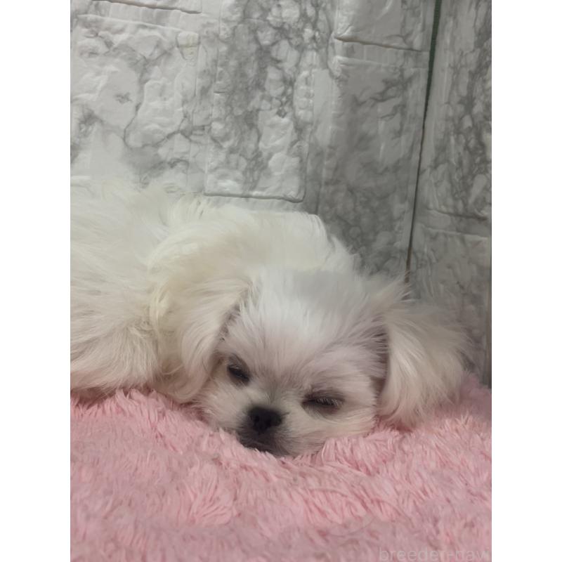 販売中の北海道のミックス犬-391949の4枚目