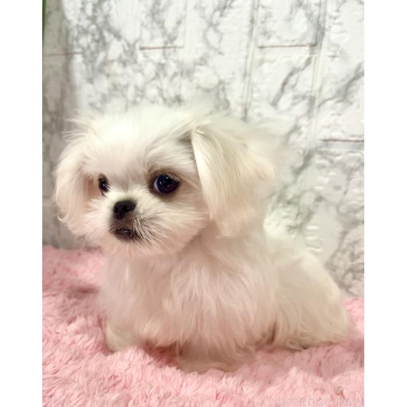 販売中の北海道のミックス犬-391949の3枚目