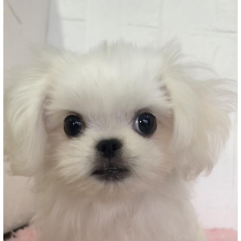 販売中の北海道のミックス犬-391949の2枚目