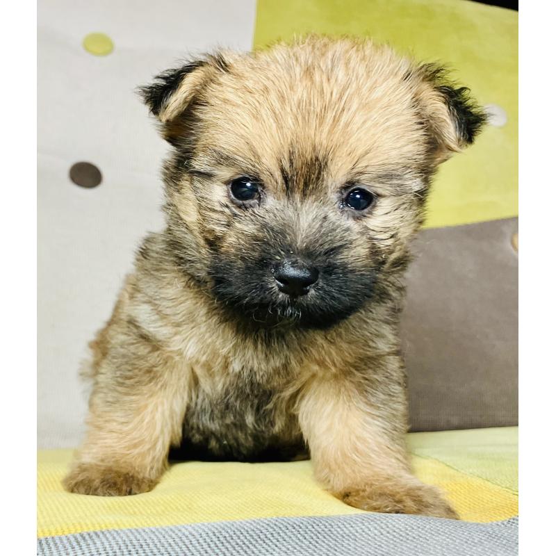 成約済の静岡県のミックス犬-401757の3枚目