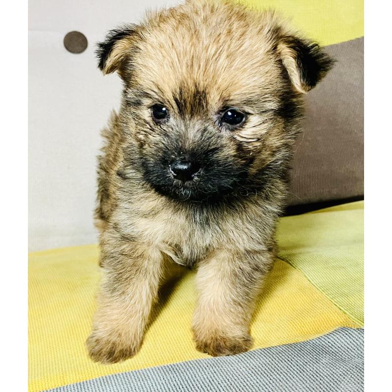 成約済の静岡県のミックス犬-401757の2枚目