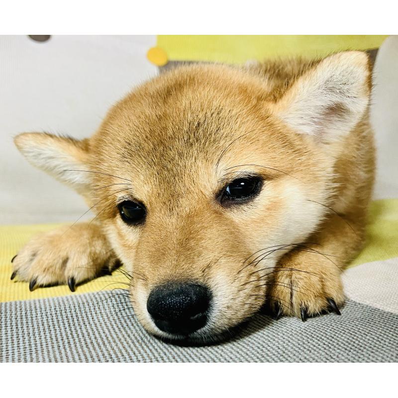 成約済の静岡県の豆柴-402735の6枚目