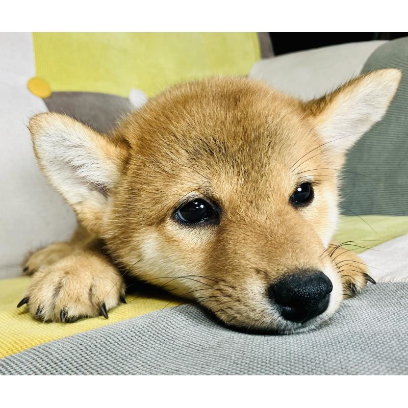 成約済の静岡県の豆柴-402735の4枚目
