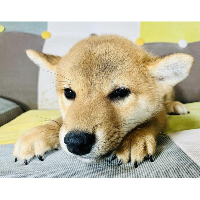 成約済の静岡県の豆柴-402735の3枚目