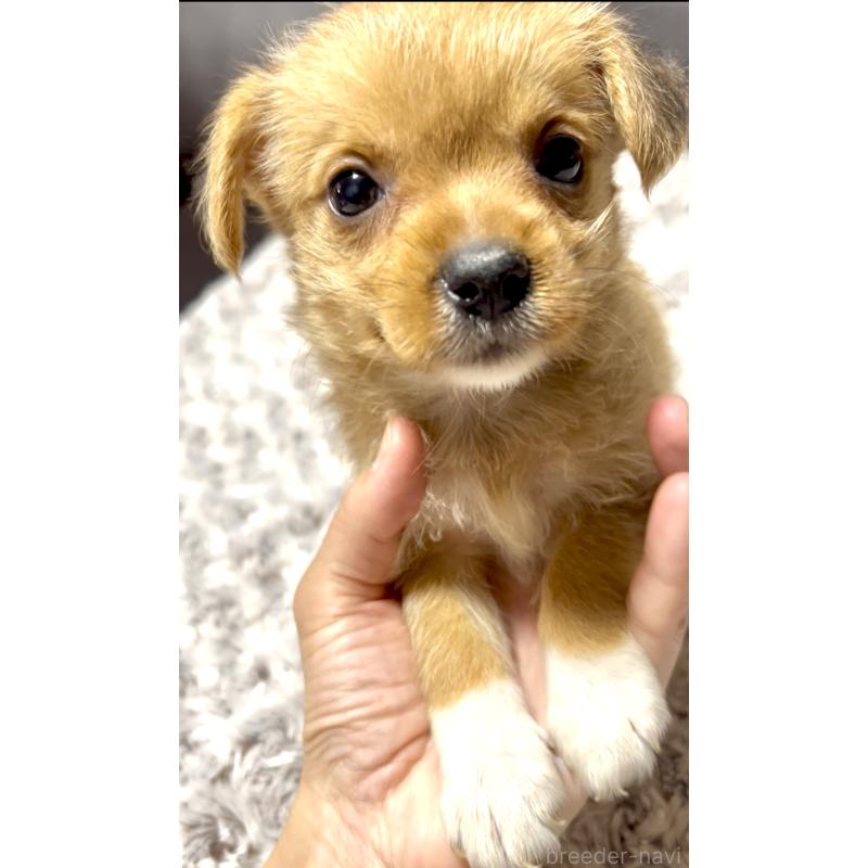 販売中の奈良県のミックス犬-404261の2枚目
