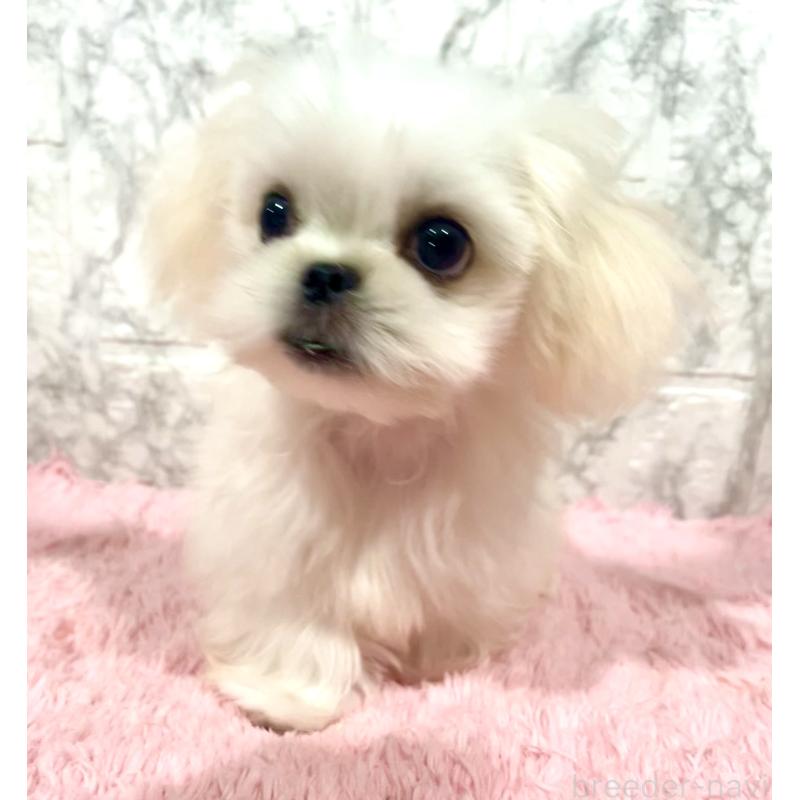 販売中の北海道のミックス犬-391966の9枚目