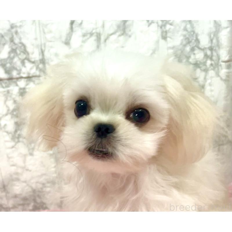 販売中の北海道のミックス犬-391966の8枚目