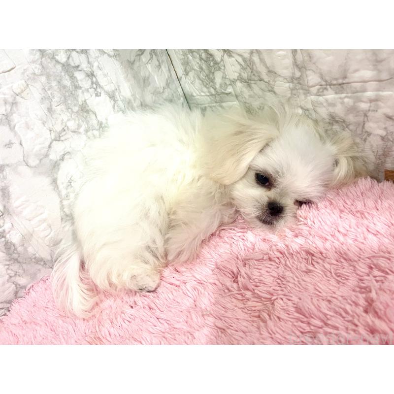 販売中の北海道のミックス犬-391966の7枚目