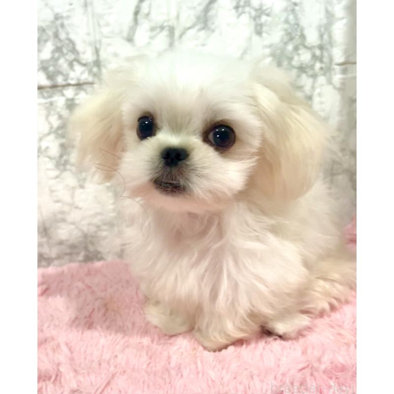 販売中の北海道のミックス犬-391966の1枚目