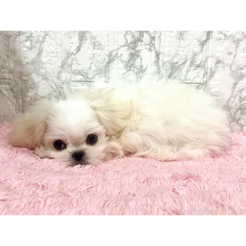 販売中の北海道のミックス犬-391966の6枚目