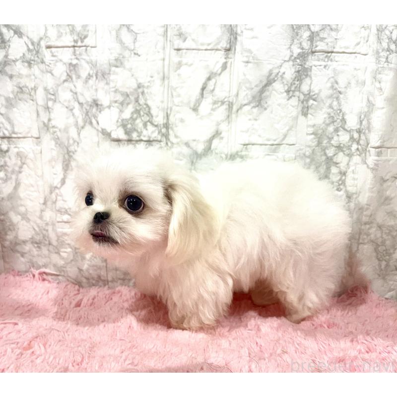 販売中の北海道のミックス犬-391966の4枚目