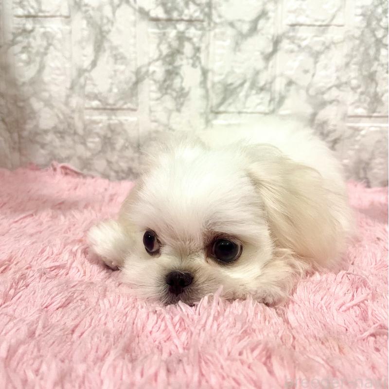販売中の北海道のミックス犬-391966の3枚目