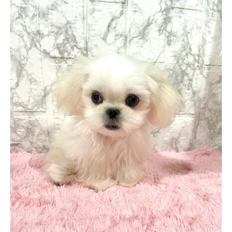販売中の北海道のミックス犬-391966の2枚目