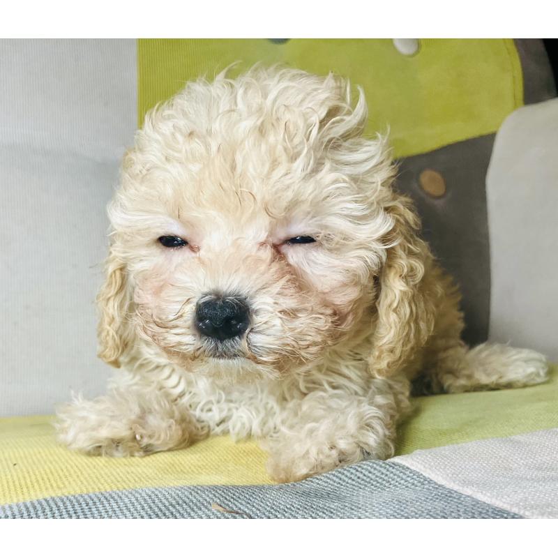 販売中の静岡県のマルプー:マルチーズ×トイプードル-405016の4枚目