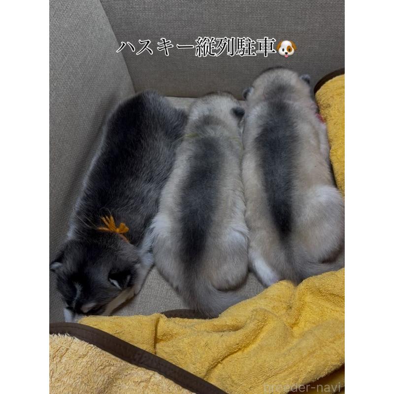 販売中の佐賀県のシベリアンハスキー-405043の7枚目