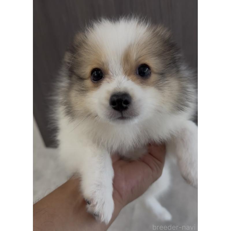 成約済の福岡県のミックス犬-401440の6枚目