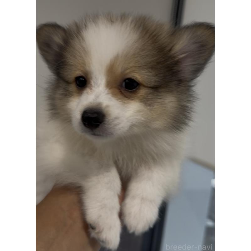 成約済の福岡県のミックス犬-401440の5枚目