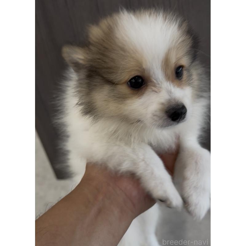 成約済の福岡県のミックス犬-401440の4枚目