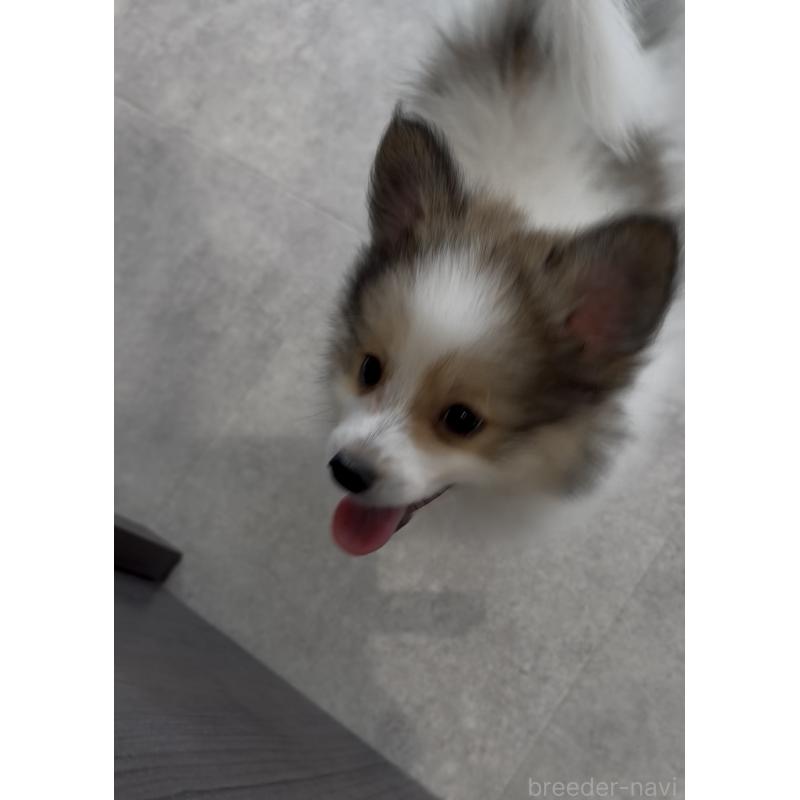 成約済の福岡県のミックス犬-401440の3枚目