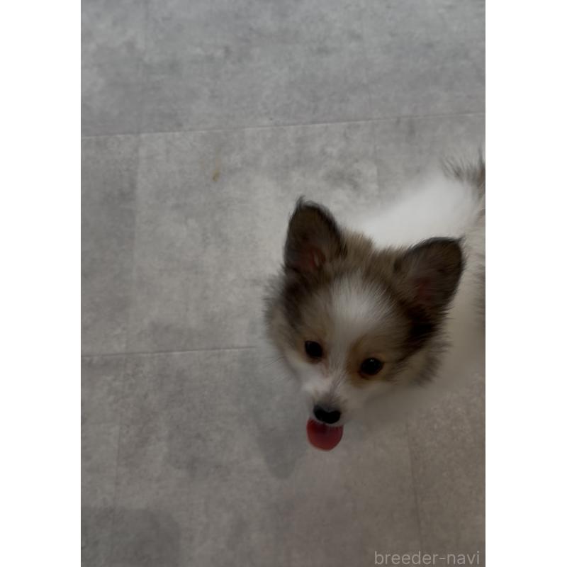 成約済の福岡県のミックス犬-401440の2枚目