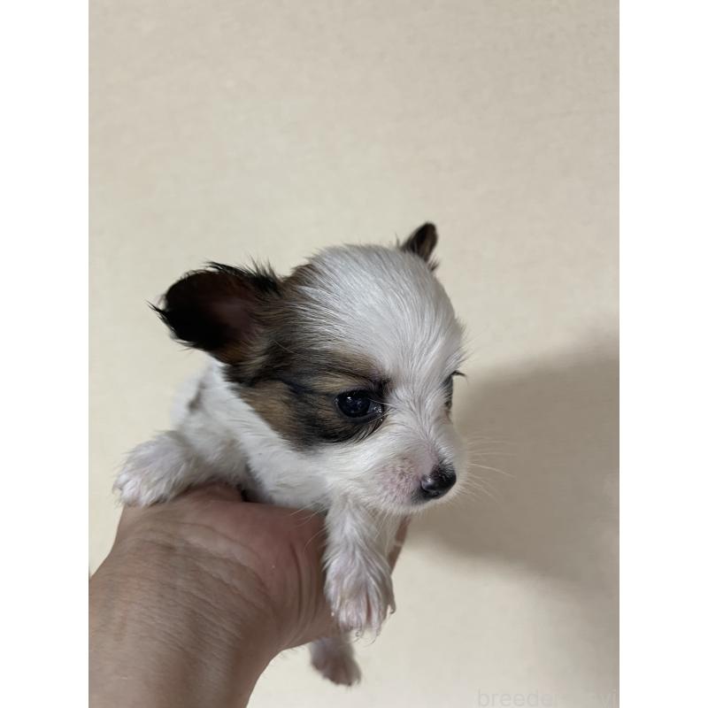成約済の岡山県のパピヨン-398139の2枚目