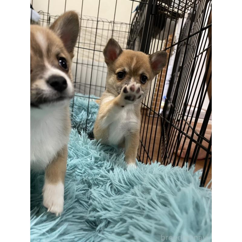 販売中の大分県のミックス犬-405093の13枚目