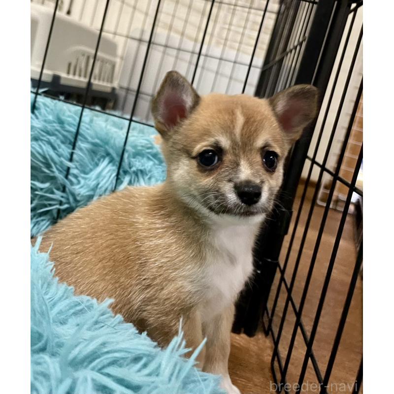販売中の大分県のミックス犬-405093
