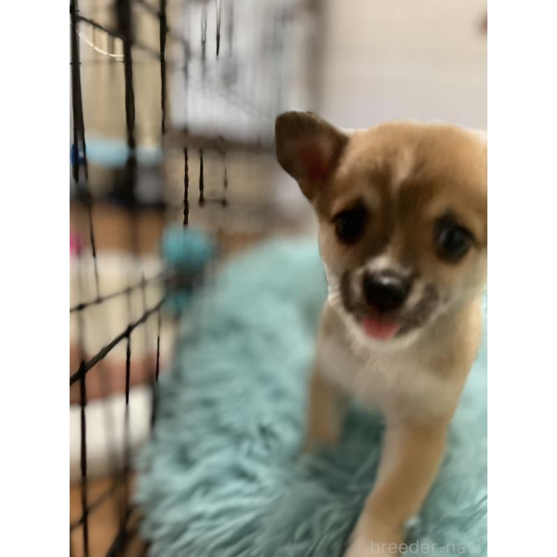 販売中の大分県のミックス犬-405093の12枚目