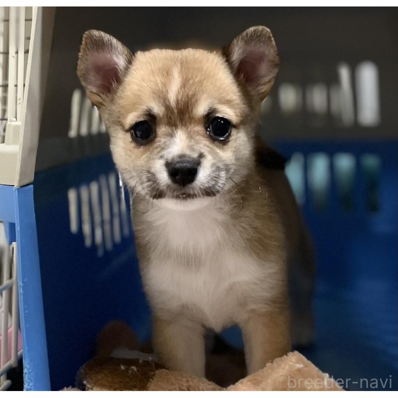 販売中の大分県のミックス犬-405093の11枚目
