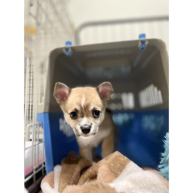 販売中の大分県のミックス犬-405093の10枚目