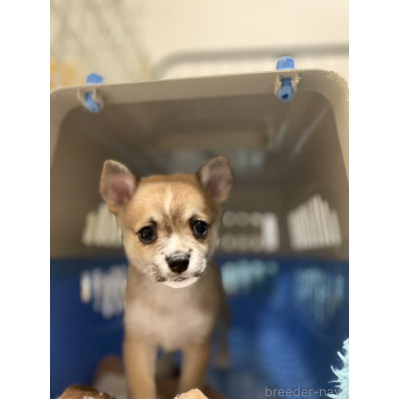 販売中の大分県のミックス犬-405093の9枚目