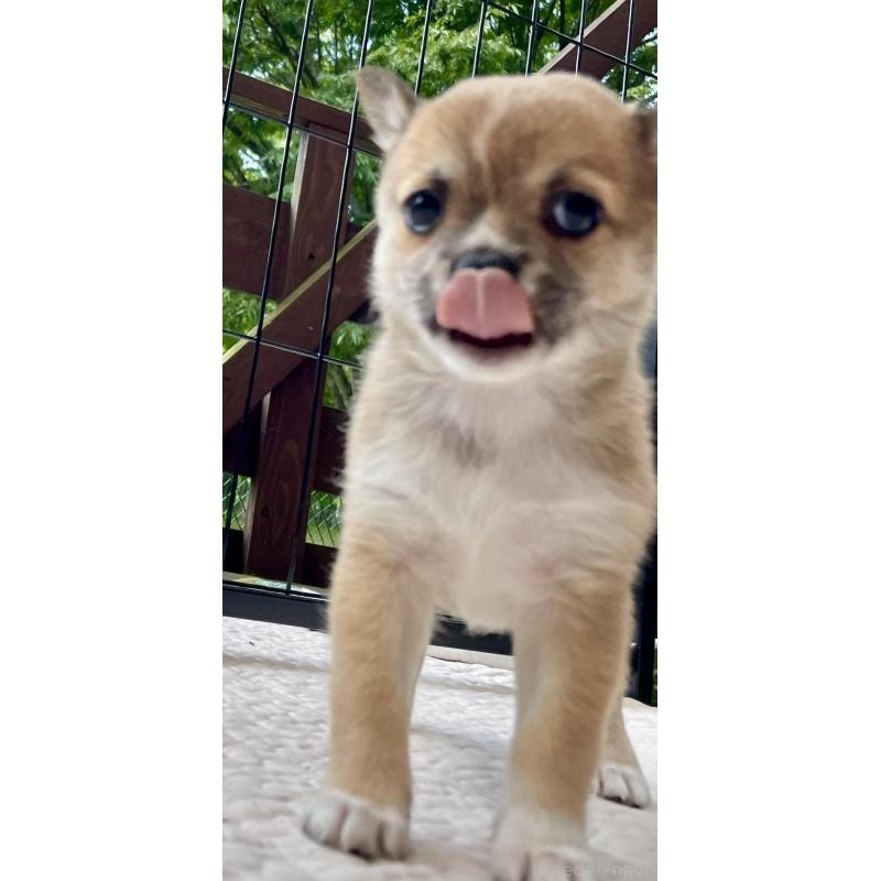 販売中の大分県のミックス犬-405093の8枚目