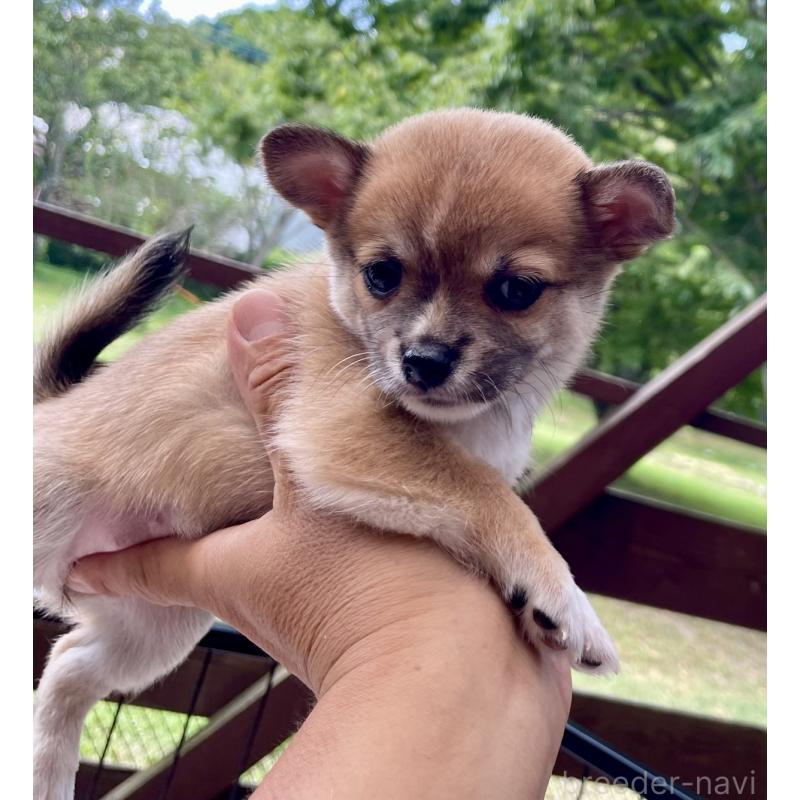 販売中の大分県のミックス犬-405093の7枚目