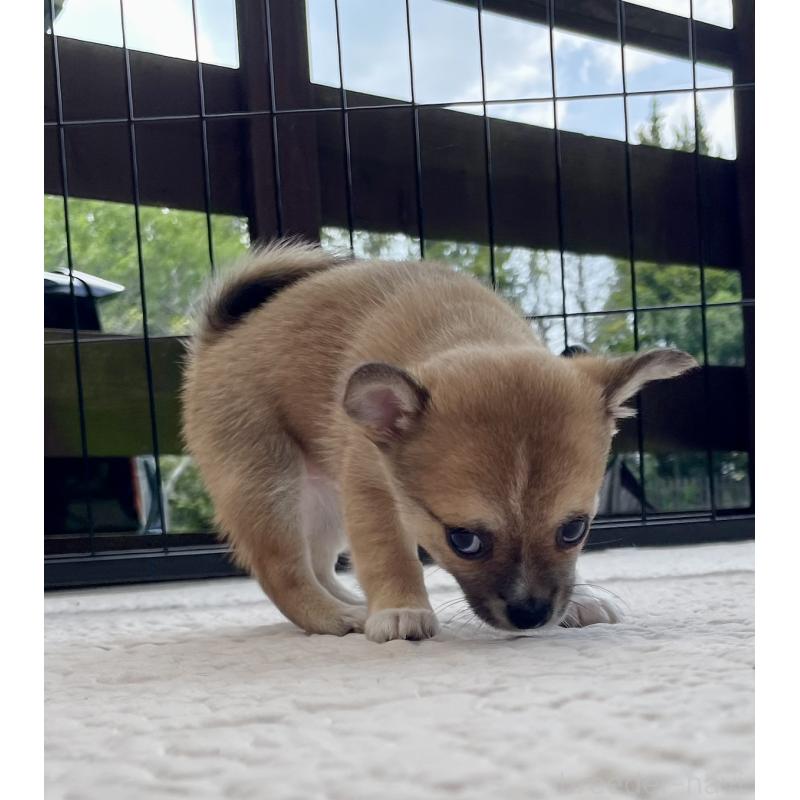 販売中の大分県のミックス犬-405093の4枚目