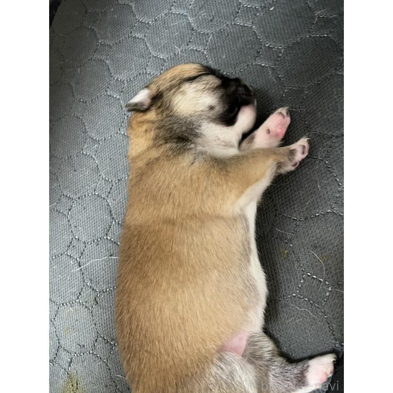 販売中の大分県のミックス犬-405093の3枚目
