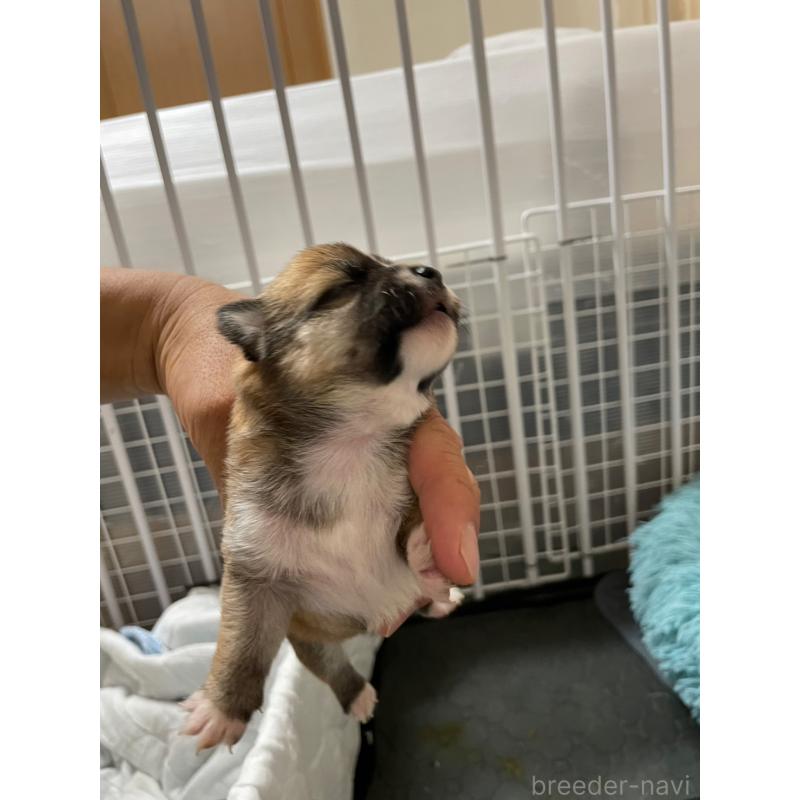 販売中の大分県のミックス犬-405093の2枚目
