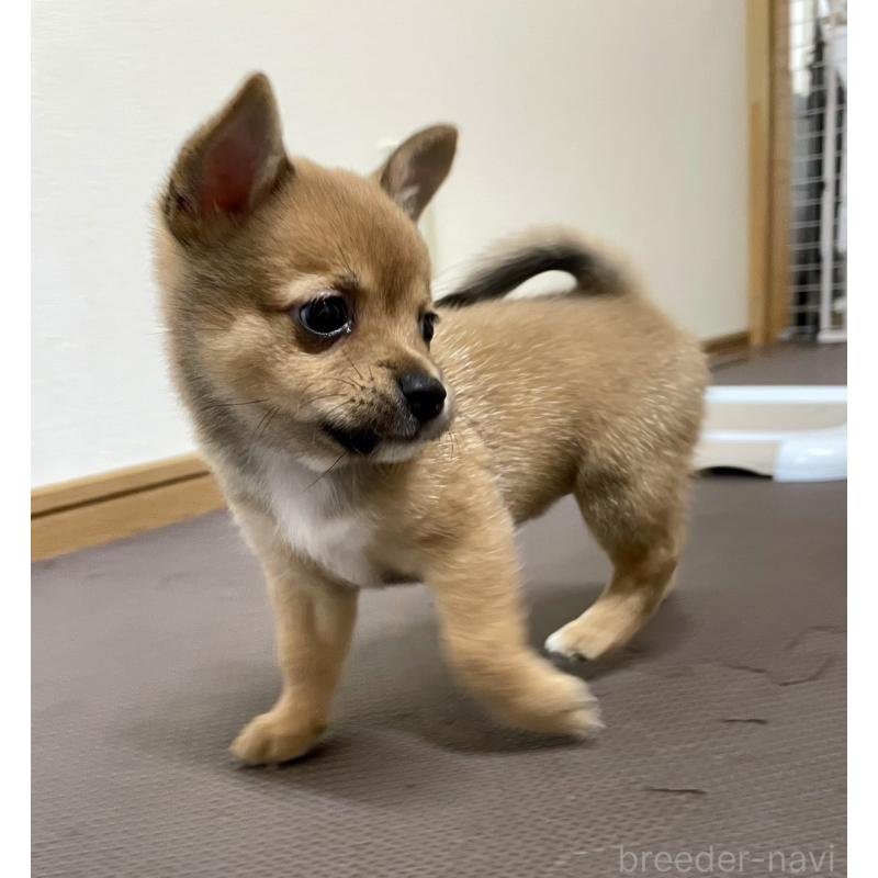 販売中の大分県のミックス犬-405094の16枚目