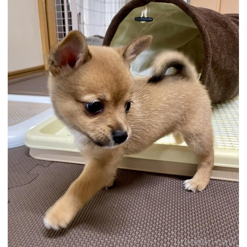 販売中の大分県のミックス犬-405094の15枚目