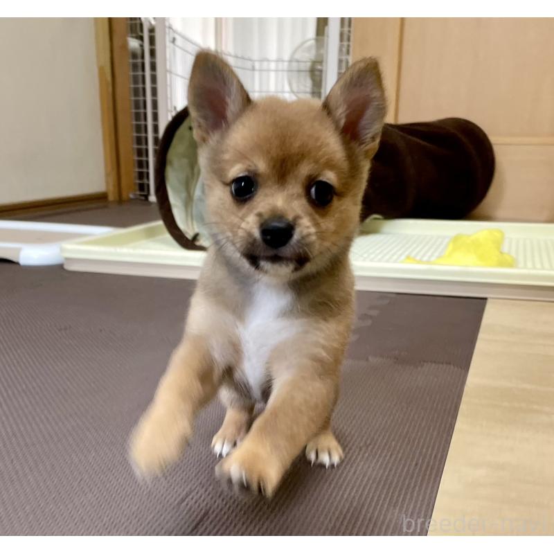 販売中の大分県のミックス犬-405094の14枚目