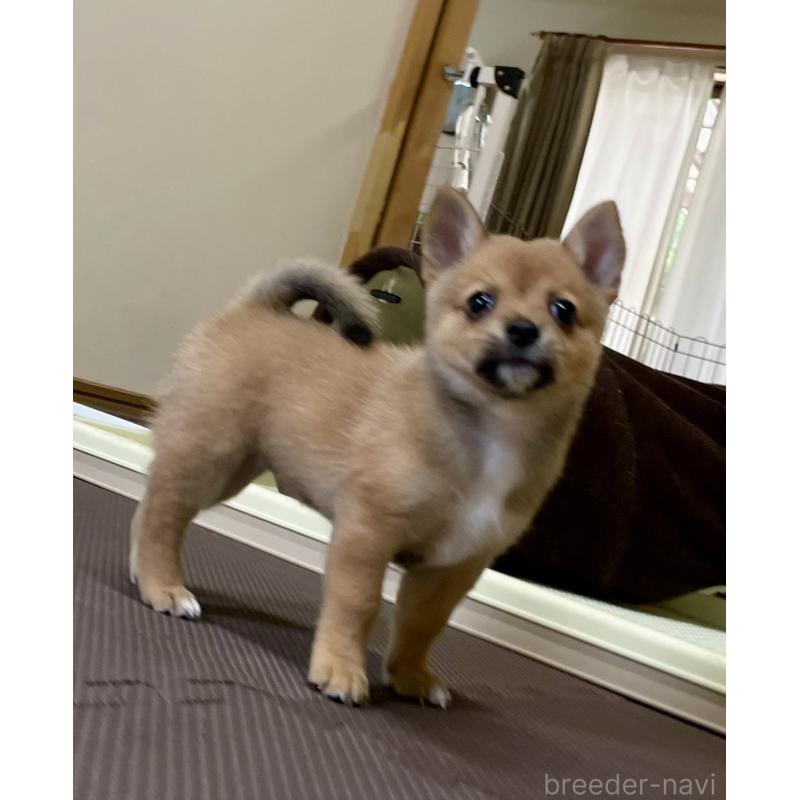 販売中の大分県のミックス犬-405094の13枚目