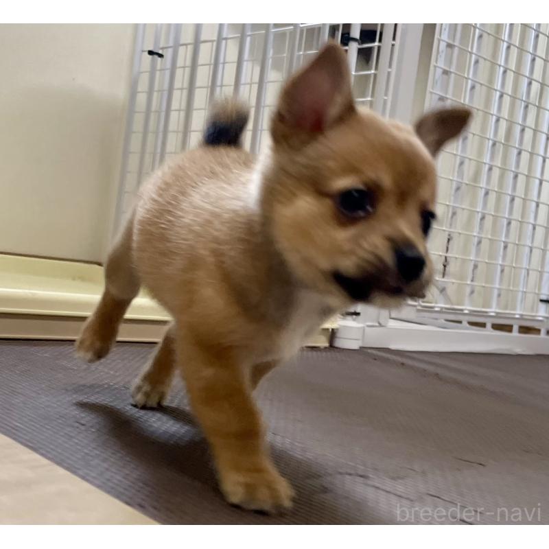 販売中の大分県のミックス犬-405094の12枚目
