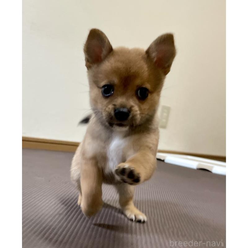 販売中の大分県のミックス犬-405094の11枚目