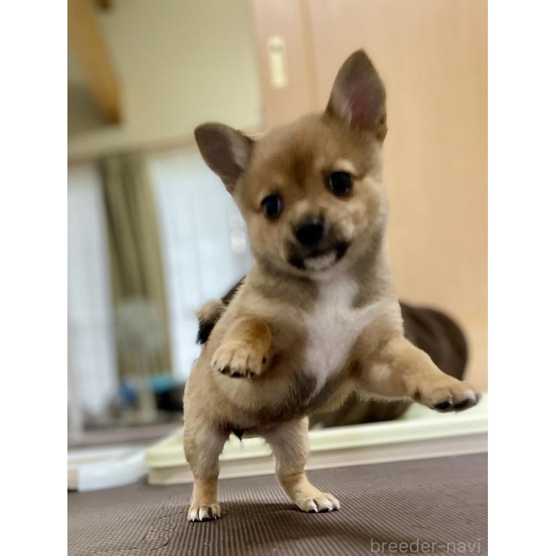 販売中の大分県のミックス犬-405094の10枚目