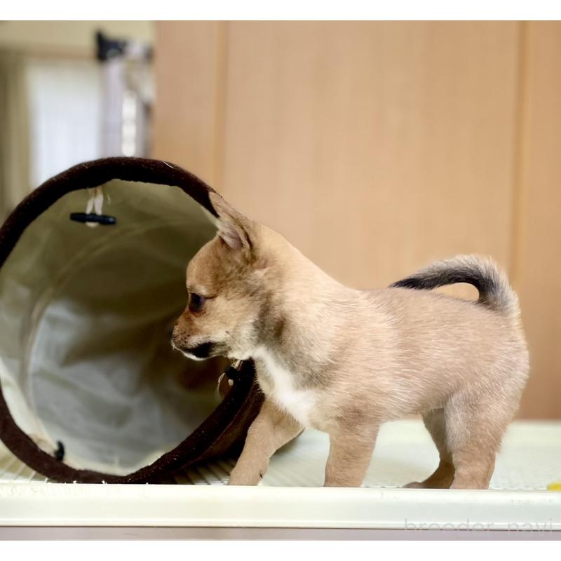 販売中の大分県のミックス犬-405094の9枚目
