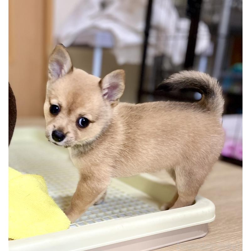 販売中の大分県のミックス犬-405094の8枚目