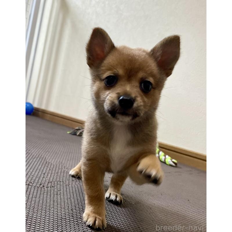 販売中の大分県のミックス犬-405094の7枚目