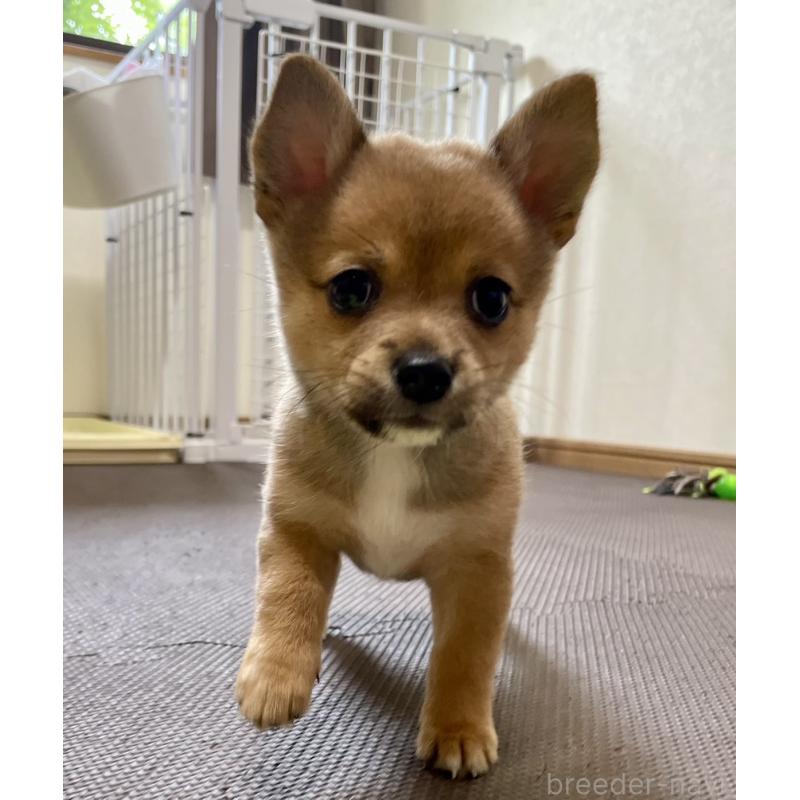 販売中の大分県のミックス犬-405094の6枚目